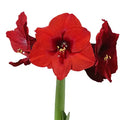 Small Wax Amaryllis