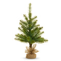 24.5" Potted Long Needle Pine Tree