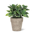 Small Spade Leaf Plant