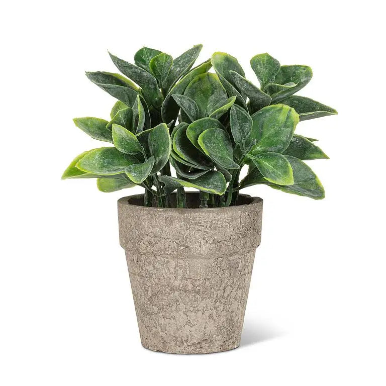 Small Spade Leaf Plant