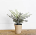 Fern in Pot