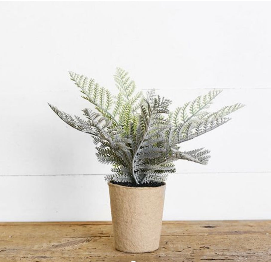 Fern in Pot