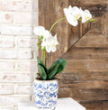 White Orchid in Pot