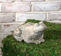 Gold Wash Garden Frog