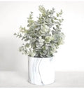 Potted Eucalyptus