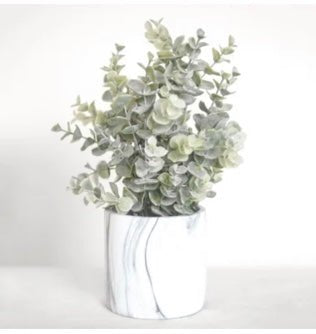 Potted Eucalyptus