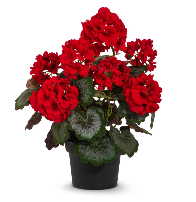 Red Potted Geraniums