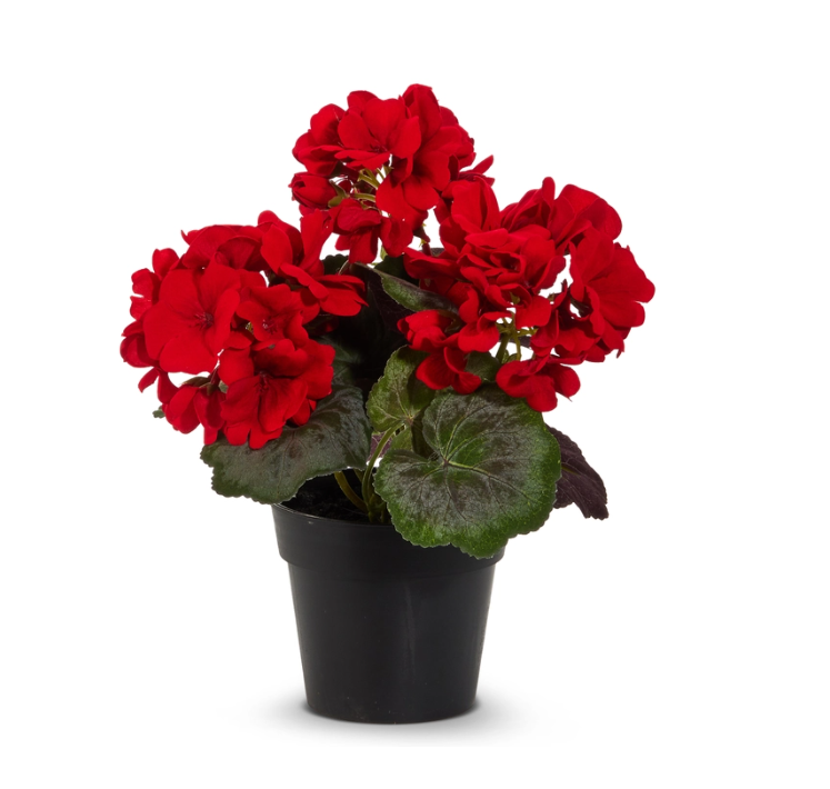 Red Potted Geraniums