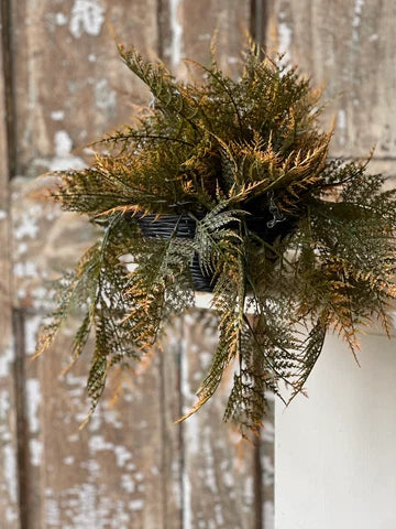 20" Claremont Fern Hanging Basket