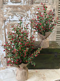 Sutherland Berry Tree