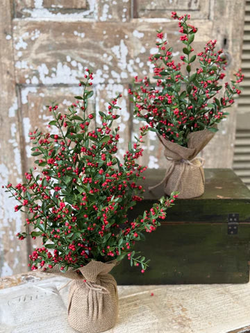 Sutherland Berry Tree