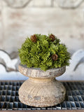 6" Leyland Cypress Half Sphere